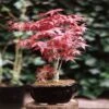Bonsai Acer Atropurpureum 15 Cm Pot -usine boutique fd10044wh 1