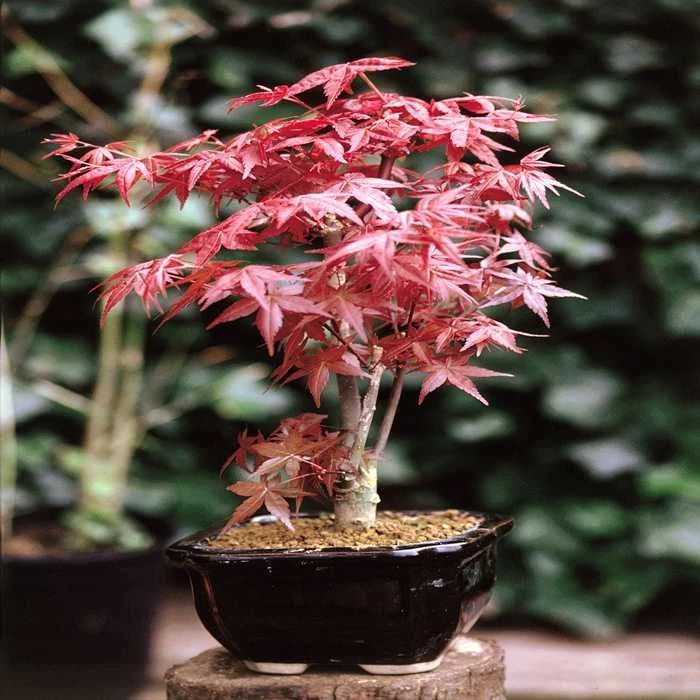 Bonsai Acer Atropurpureum 15 Cm Pot 3 Bonsai Acer Atropurpureum 15 Cm Pot