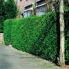 Ligustrum Ovalifolium/Troène Vert X 10 -usine boutique fd10731wh
