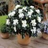 Gardenia Jasminoïdes -usine boutique fd10744wh