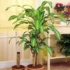 Dracaena Santa Rosa 21 Cm Pot -usine boutique fd11229wh