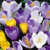 Crocus Vernus Mixte -usine boutique fd11273wh