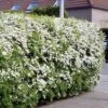 Spirea Arguta Buisson X 5 -usine boutique fd11595wh