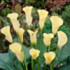Zantedeschia Yellow 13 Cm Pot 2 Zantedeschia Yellow 13 Cm Pot -usine boutique fd12239wh jpg