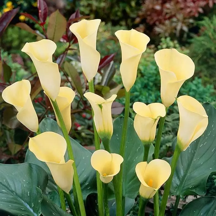 Zantedeschia Yellow 13 Cm Pot 3 Zantedeschia Yellow 13 Cm Pot