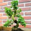 Bonsaï Ligustrum 9 Ans 1 Bonsaï Ligustrum 9 Ans -usine boutique fd12459wh