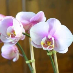 Orchidée Phalaenopsis Rose -usine boutique fd12490wh