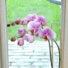Orchidée Phalaenopsis Rose -usine boutique fd12493wh