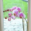 Phalaenopsis Soft Pink 2 Phalaenopsis Soft Pink -usine boutique fd12493wh jpg