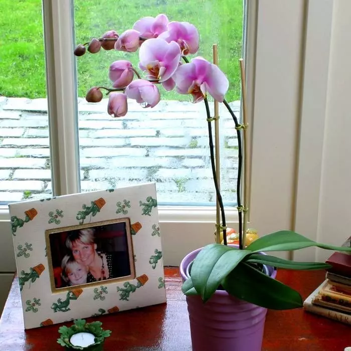 Phalaenopsis Soft Pink 4 Phalaenopsis Soft Pink – Image 2