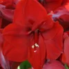Hippeastrum Amaryllis Rouge En Pot -usine boutique fd12581wh jpg