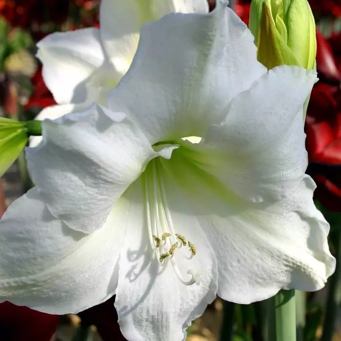 Hippeastrum Amaryllis Blanche En Pot 3 Hippeastrum Amaryllis Blanche En Pot