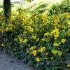 Mahonia Aquifolium 1 Mahonia Aquifolium -usine boutique fd12875wh