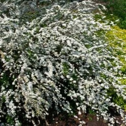 Arbrisseaux Fleuris -usine boutique fd12888wh