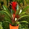 Bromelia Rouge -usine boutique fd13256wh