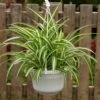 Chlorophytum Comosum Bonnie -usine boutique fd13308wh