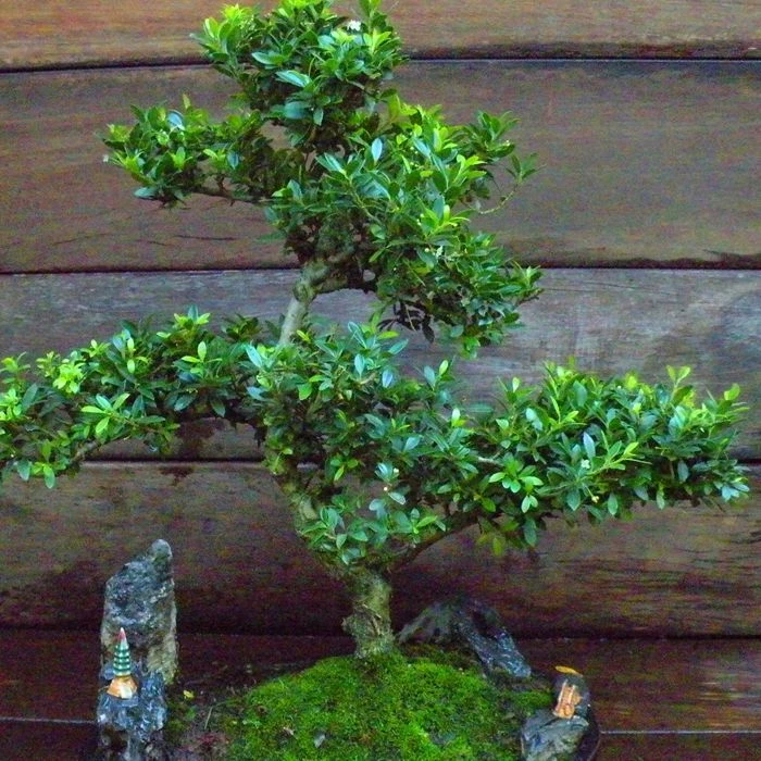 Bonsaï Ilex 14 Ans 3 Bonsaï Ilex 14 Ans