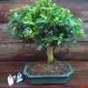 Bonsai Zanthoxylum Broom 12 Cm Pot -usine boutique fd13610wh