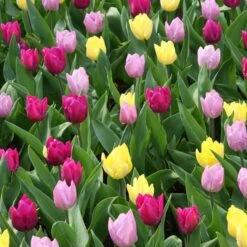Tulipes Mixtes Variées X 100
