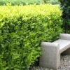 Prunus Laurocerasus Caucasica 26 Cm -usine boutique fd14203wh