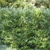 Prunus Laurocerarus Otto Luyken X 5