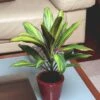 Cordyline Fruticosa Kiwi -usine boutique fd14697wh
