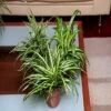 Chlorophytum Collection -usine boutique fd14708wh