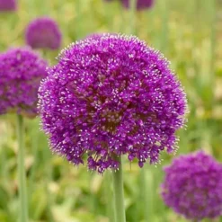 Allium Giganteum (gigantesque) X 5