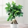 Ficus Retusa Microcarpa Ginseng 15cm -usine boutique fd15035wh 1