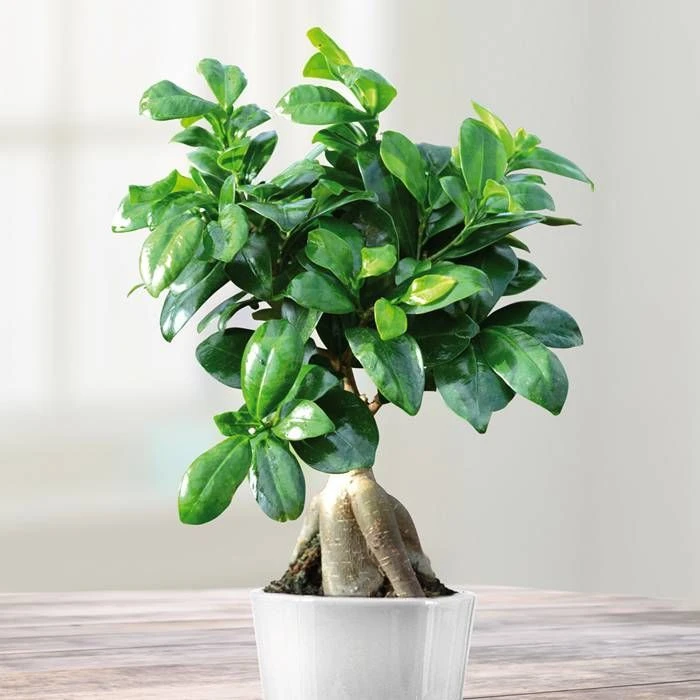 Ficus Retusa Microcarpa Ginseng 12 Cm 3 Ficus Retusa Microcarpa Ginseng 12 Cm
