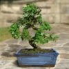 Bonsaï Orme Chinois/Ulmus Parviflora. (S -usine boutique fd15552wh