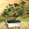 Bonsaï Rhododendron Indicum -usine boutique fd15564wh