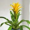 Bromelia Jaune -usine boutique fd15697wh