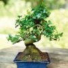 Bonsaï Ligustrum 7 Ans -usine boutique fd15937wh