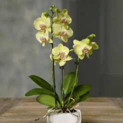 Orchidée Phalaenopsis Jaune