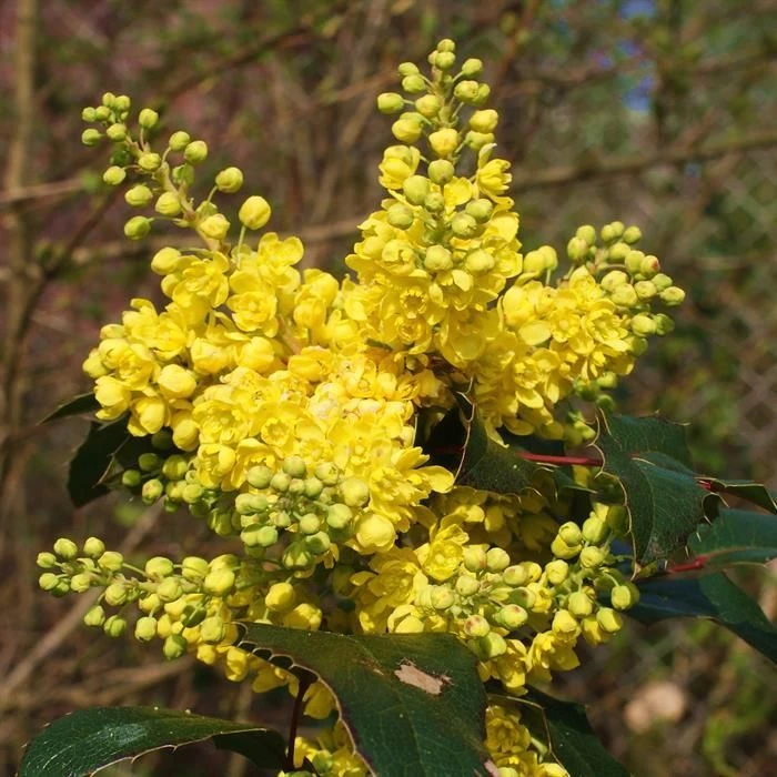 Mahonia Aquifolium 4 Mahonia Aquifolium – Image 2