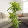 Dracaena Standard Lemon Lime -usine boutique fd16197wh