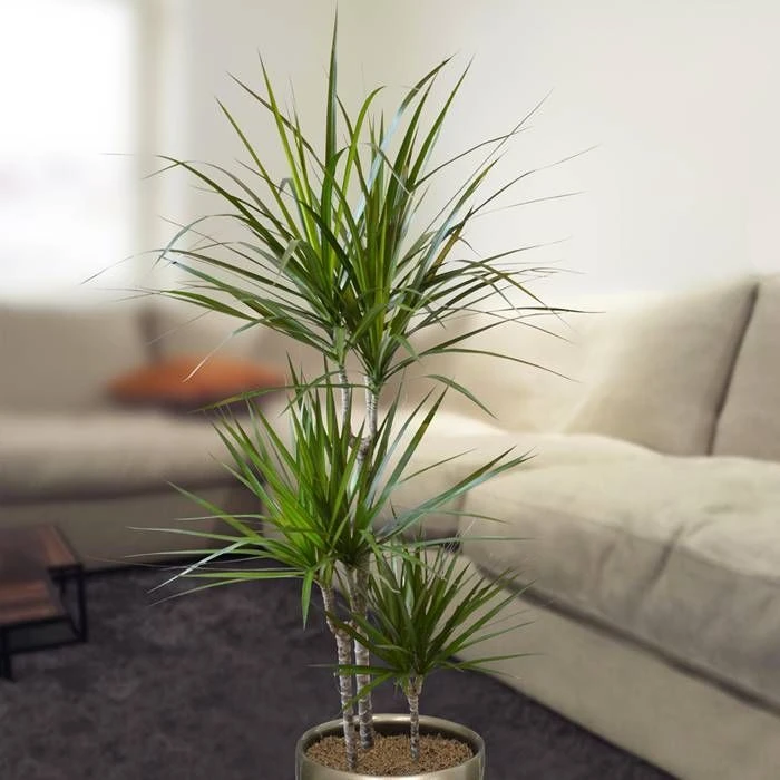 Dracaena Standard 3 Dracaena Standard