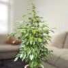 Ficus Benjamina Anastasia 75cm 2 Ficus Benjamina Anastasia 75cm -usine boutique fd16236wh