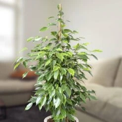Ficus Benjamina Anastasia 75cm