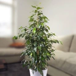 Ficus Benjamina Danielle