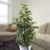 Ficus Benjamina Danielle 17 Cm Pot -usine boutique fd16237wh