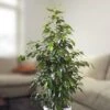 Ficus Benjamina Danielle 100cm -usine boutique fd16238wh