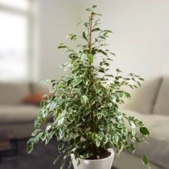 Ficus Benjamina Twilight 17 Cm Pot