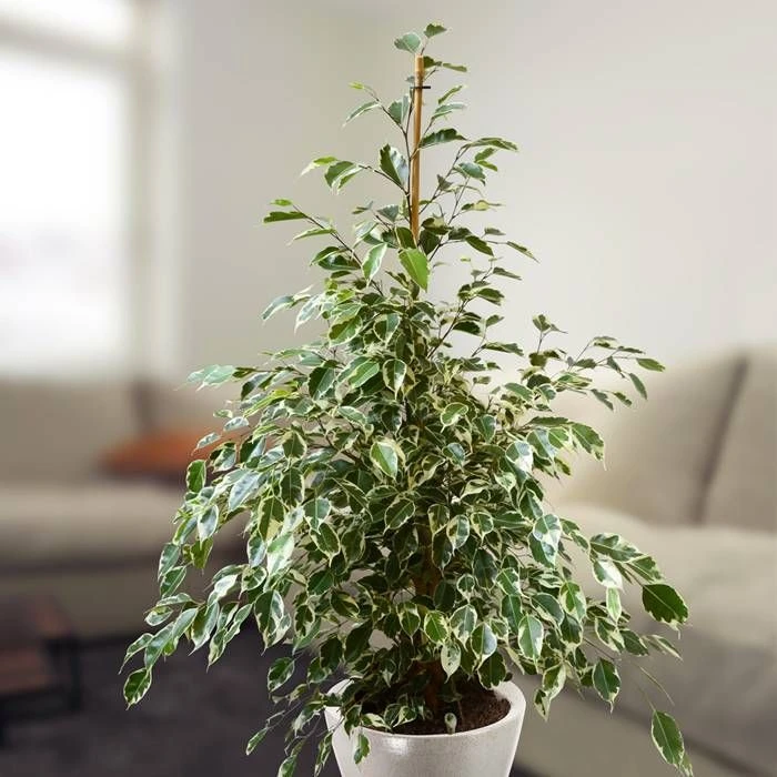 Ficus Benjamina Twilight 17 Cm Pot 3 Ficus Benjamina Twilight 17 Cm Pot