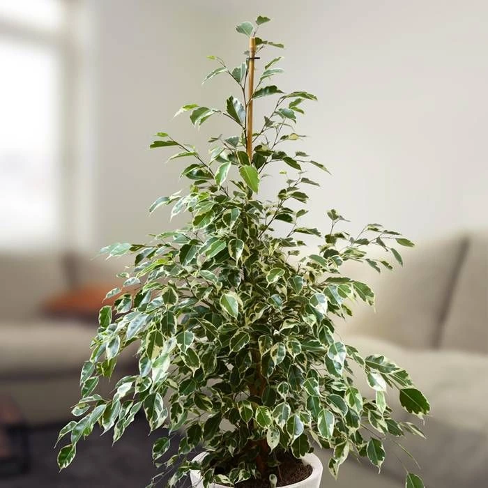 Ficus Benjamina Twilight 17 Cm Pot 4 Ficus Benjamina Twilight 17 Cm Pot – Image 2