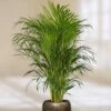 Areca Palm -usine boutique fd16591wh