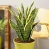 Sansevieria Trifasciata Futura Superba -usine boutique fd16809wh