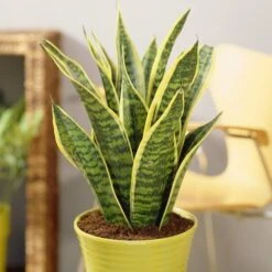 Sansevieria Trifasciata Futura Superba