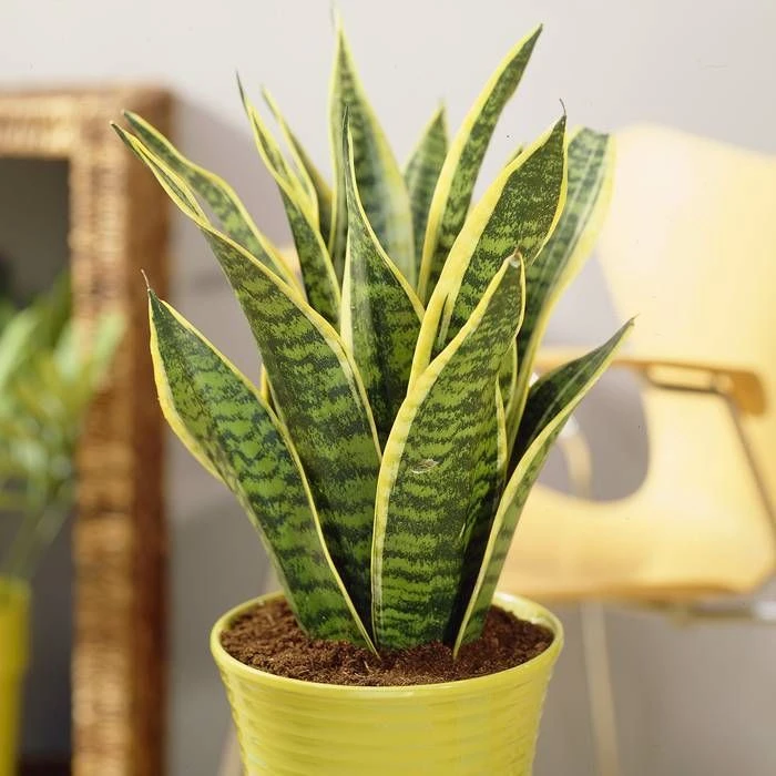 Sansevieria Trifasciata Futura Superba 3 Sansevieria Trifasciata Futura Superba